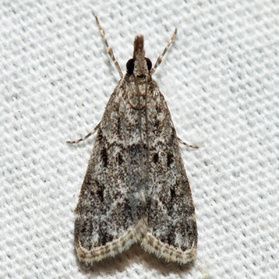 4719 – Many-spotted Scoparia – Scoparia basalis