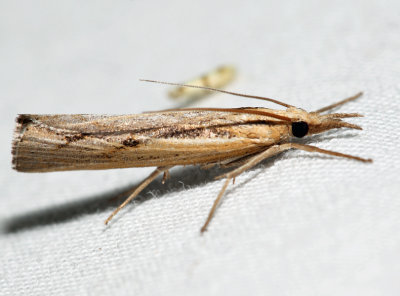5413 – Sod Webworm Moth – Pediasia trisecta
