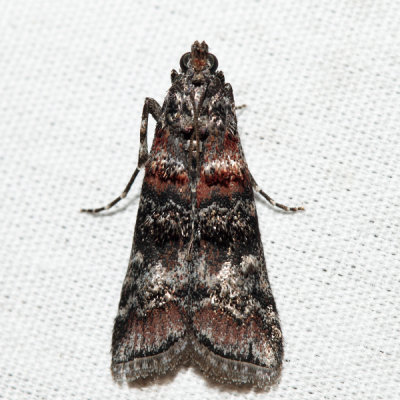 5852 – Zimmerman Pine Moth – Dioryctria zimmermani