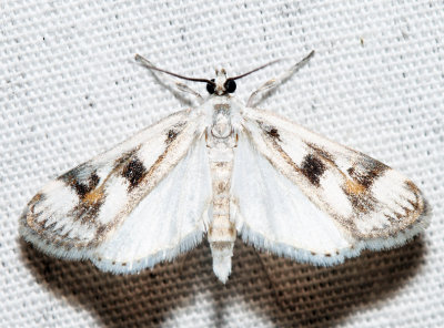 4759 – Polymorphic Pondweed Moth – Parapoynx maculalis