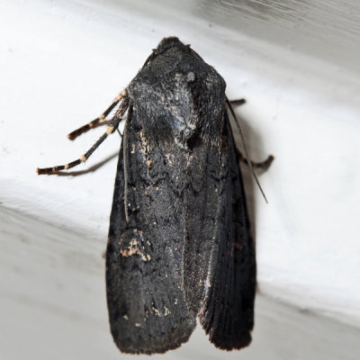 10803 - Fleece-winged Dart - Euxoa velleripennis