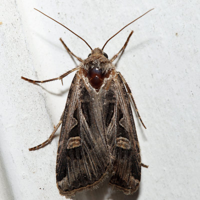 10675 – Confused Dart Moth – Feltia tricosa