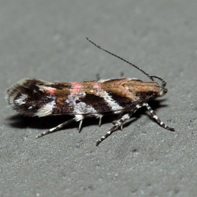 1761 - Garden Webworm Moth - Aristotelia roseosuffusella