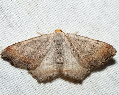 6340 – Minor Angle Moth – Macaria minorata