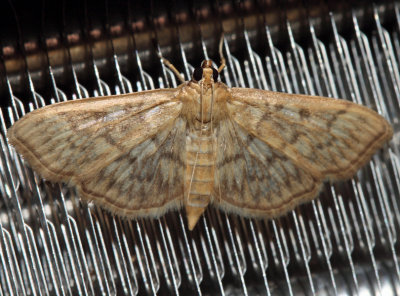 5275 – Bold-feathered Grass Moth – Herpetogramma pertextalis