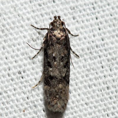 2099 – Boxelder Leafworm Moth – Chionodes obscurusella