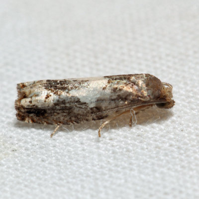 3202 - Bidens Borer - Epiblema otiosana