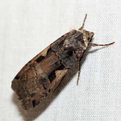 10942.1 – Greater Black-letter Dart Moth – Xestia dolosa