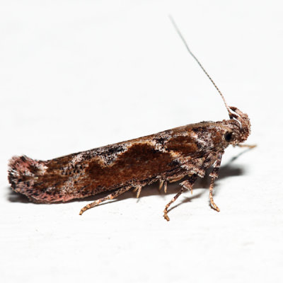 1986 – Goldenrod Gall Moth – Gnorimoschema gallaesolidaginis