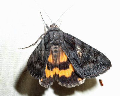 8775 - Sweetfern Underwing - Catocala antinympha