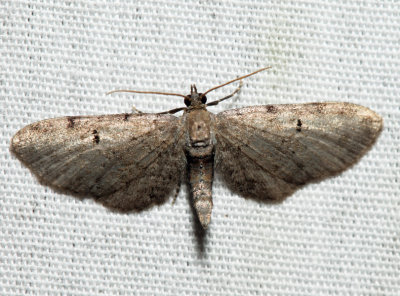 7586.1 - Wormwood Pug - Eupithecia absinthiata (m)
