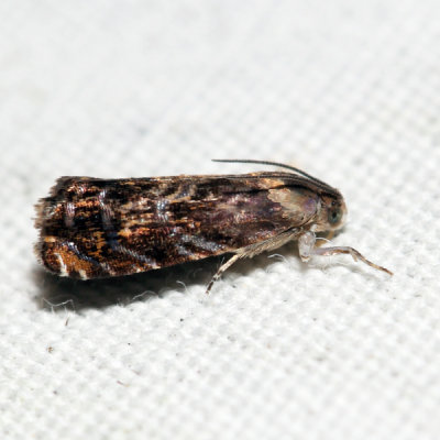 3429 – Lesser Appleworm Moth – Grapholita prunivora