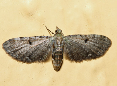 7474 - Common Eupithecia - Eupithecia miserulata (f)