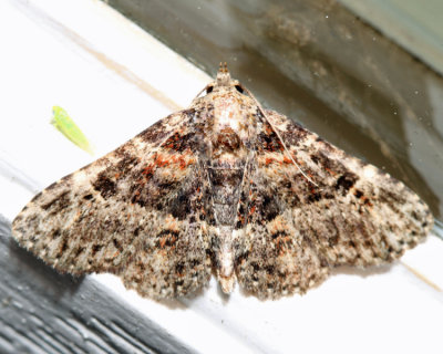 8499 - Common Fungus Moth - Metalectra discalis