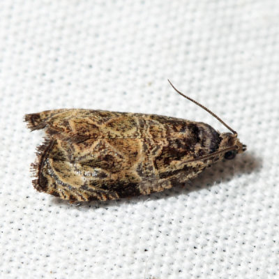 2776 – Woolly-backed Moth – Olethreutes furfuranum