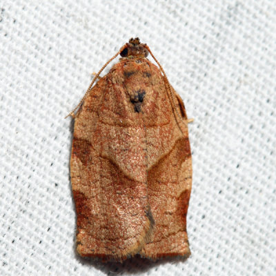 3635 – Oblique-banded Leafroller – Choristoneura rosaceana