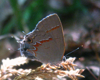 Red-banded Hairstreak - Calycopis cecrops