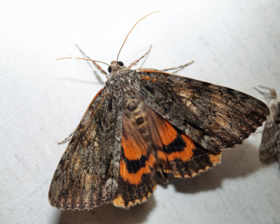 8795 – Oldwife Underwing Moth – Catocala palaeogama