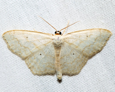 7159 – Large Lace-border – Scopula limboundata
