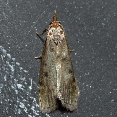  5629 – The Bee Moth – Aphomia sociella