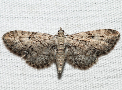 7551 - Juniper Looper - Eupithecia interruptofasciata (f)
