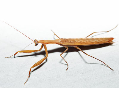 Praying Mantis - Mantis religiosa