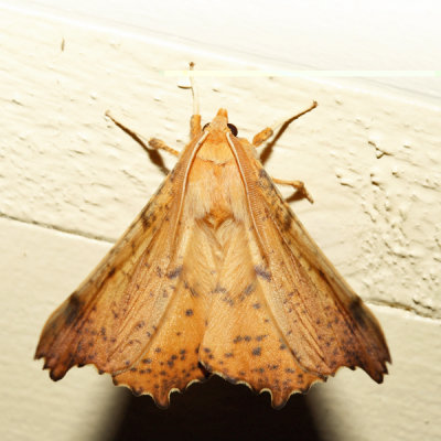 6797 - Maple Spanworm - Ennomos magnaria