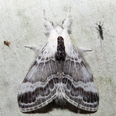 7670 - Large Tolype - Tolype velleda