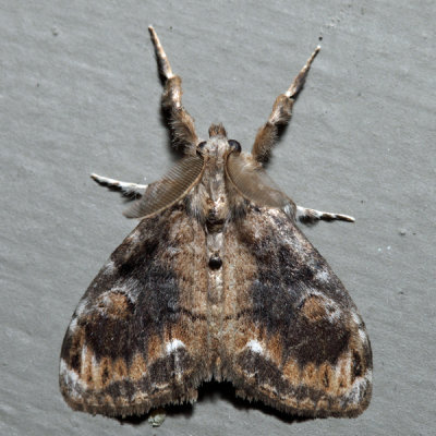 8314 – Definite Tussock Moth – Orgyia definita