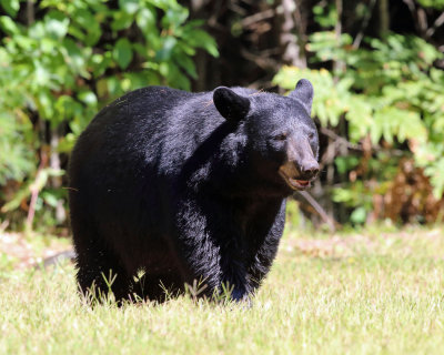 Black Bear - Ursus americanus