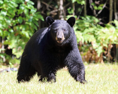 Black Bear - Ursus americanus