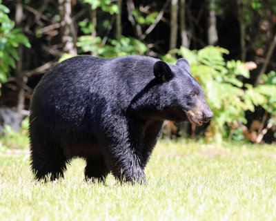 Black Bear - Ursus americanus