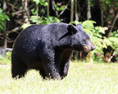 Black Bear - Ursus americanus
