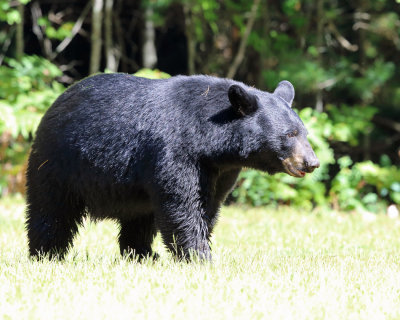 Black Bear - Ursus americanus