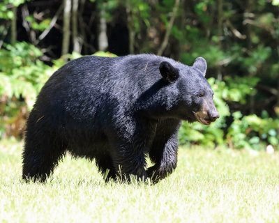 Black Bear - Ursus americanus