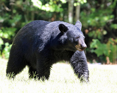 Black Bear - Ursus americanus