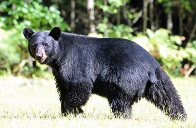 Black Bear in the Yard
