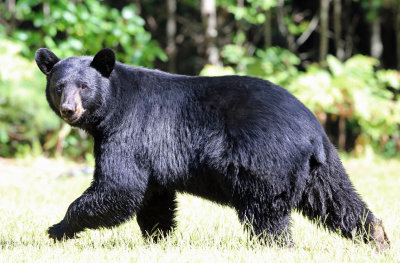 Black Bear - Ursus americanus