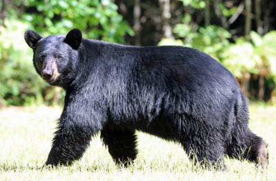 Black Bear - Ursus americanus