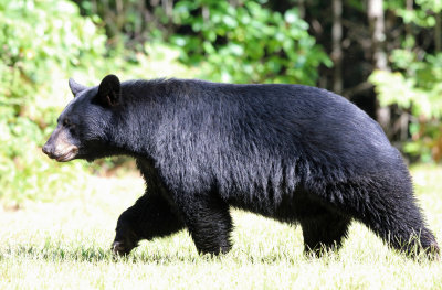 Black Bear - Ursus americanus