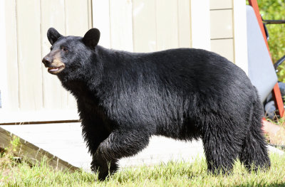 Black Bear - Ursus americanus