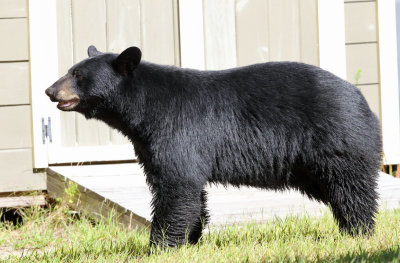 Black Bear - Ursus americanus