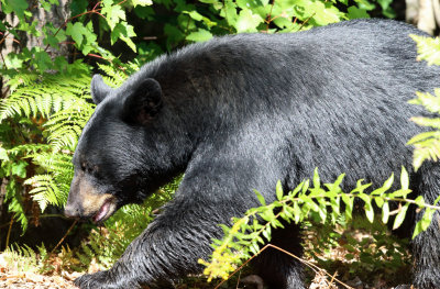 Black Bear - Ursus americanus
