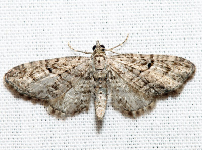 7551 - Juniper Looper - Eupithecia interruptofasciata (m)