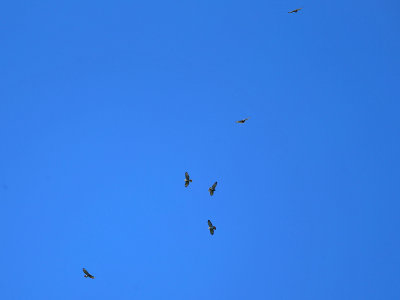 Broad-winged Hawk - Buteo platypterus (kettling up)