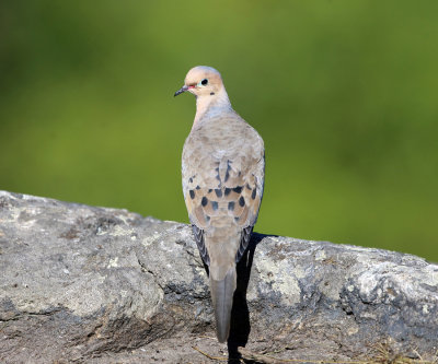 Mourning Dove - Zenaida macroura 