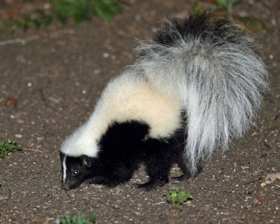 Striped Skunk - Mephitis mephitis