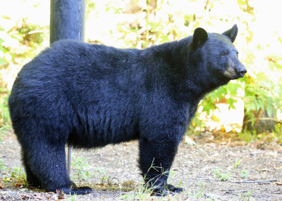Black Bear - Ursus americanus