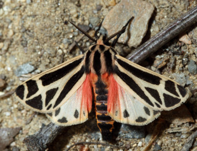 8169 – Harnessed Tiger Moth – Apantesis phalerata