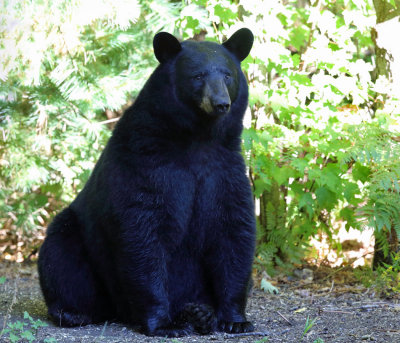 Black Bear - Ursus americanus